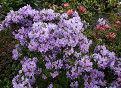 R.orthocladum